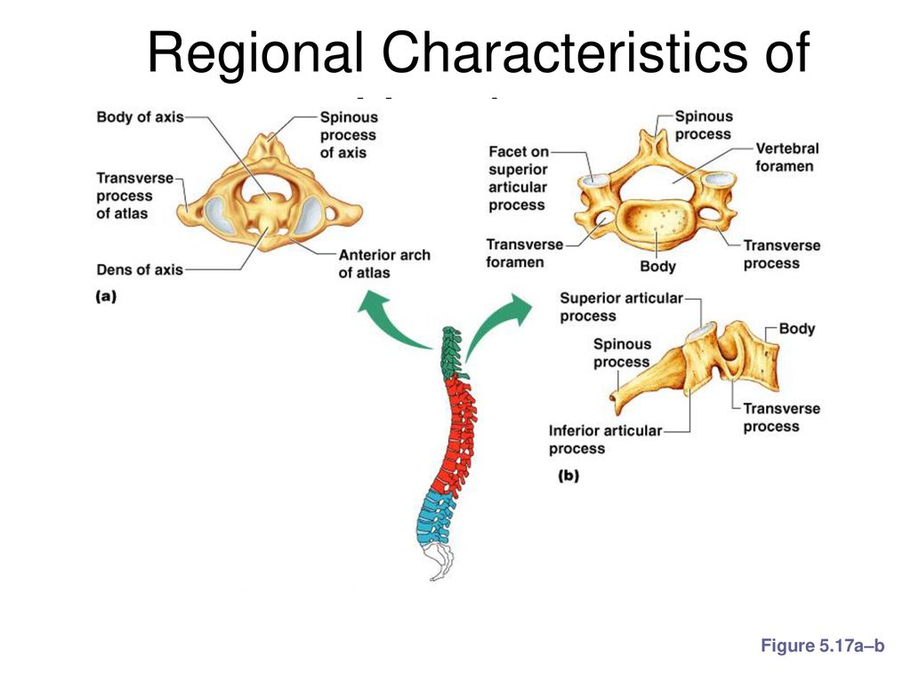 The Skeletal System. - ppt download