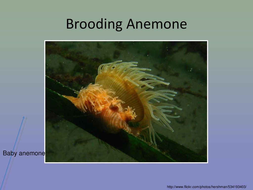 Brooding Anemone Baby anemone 01/17/13