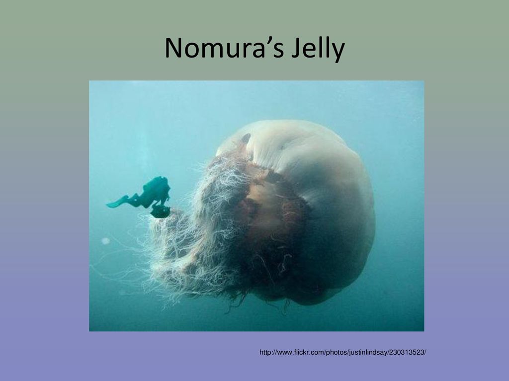 01/17/13 Nomura’s Jelly. These are some of the biggest jellyfish in the world– they live in Asia.