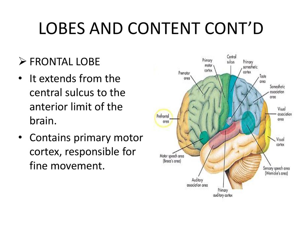 ANATOMY LECTURE ON NERVOUS SYSTEM Biology Diagrams