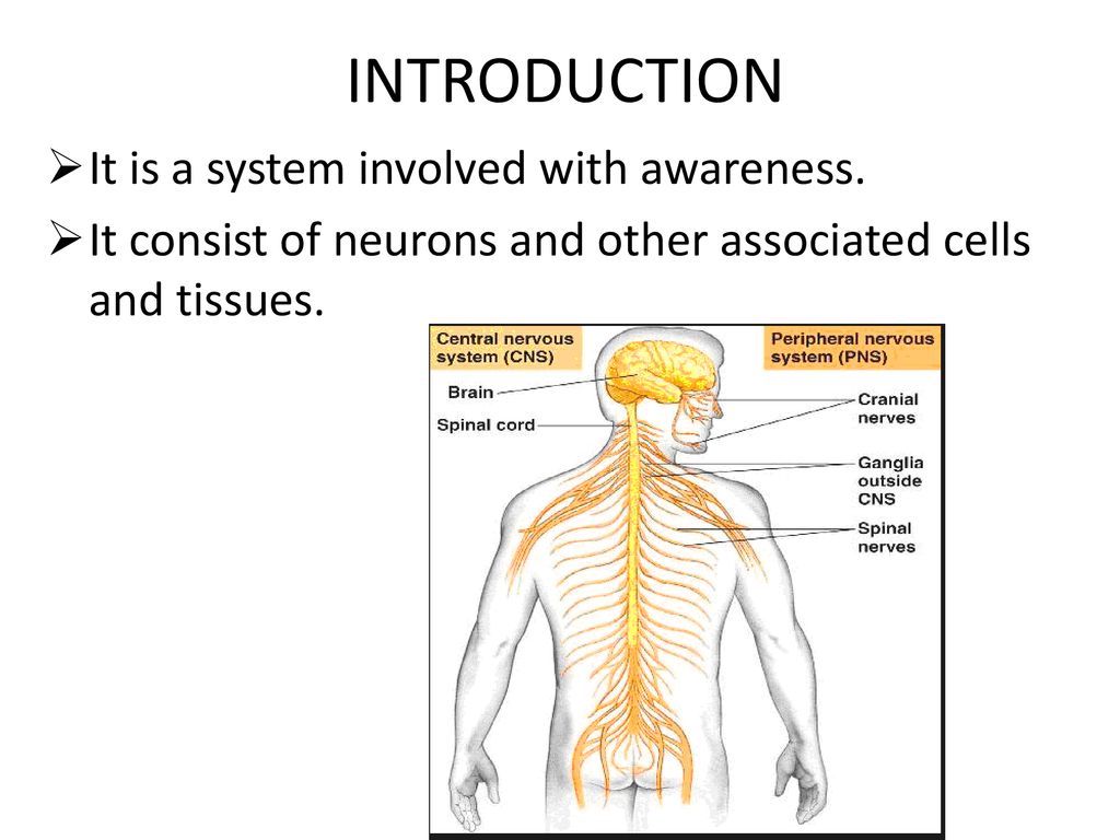 INTRODUCTION It is a system involved with awareness.
