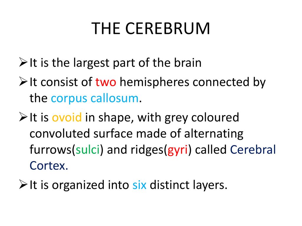THE CEREBRUM It is the largest part of the brain