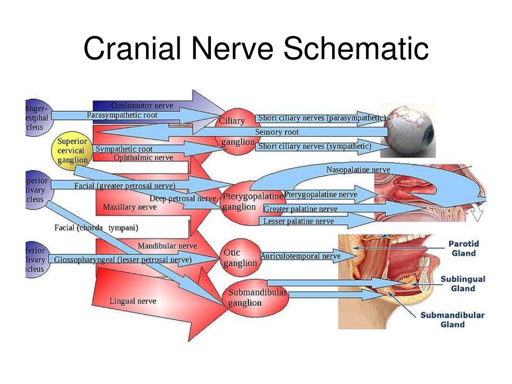 Brain Organization, or, why everyone should have some neuroanatomy ...