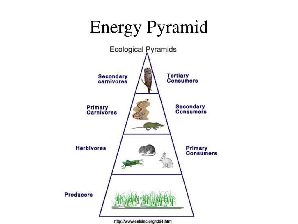 Food Chains and Food Webs Biology Diagrams