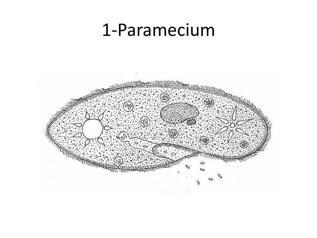 Инфузория малое ядро. Инфузории рода Paramecium. Инфузория туфелька микронуклеус. ПАРАМЕЦИЯ строение. Paramecium caudatum под микроскопом строение.