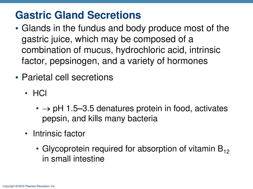 The Digestive System: Part A - ppt download