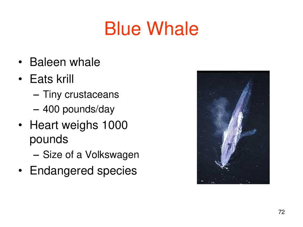 Mammals. - ppt download