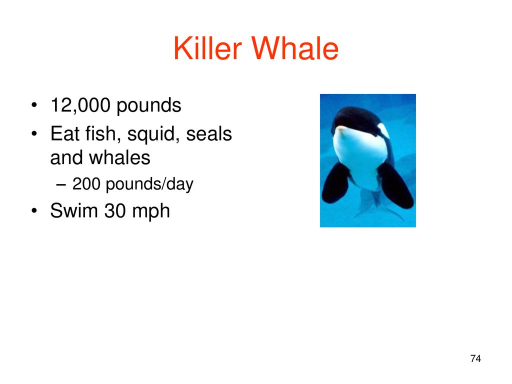 Mammals. - ppt download