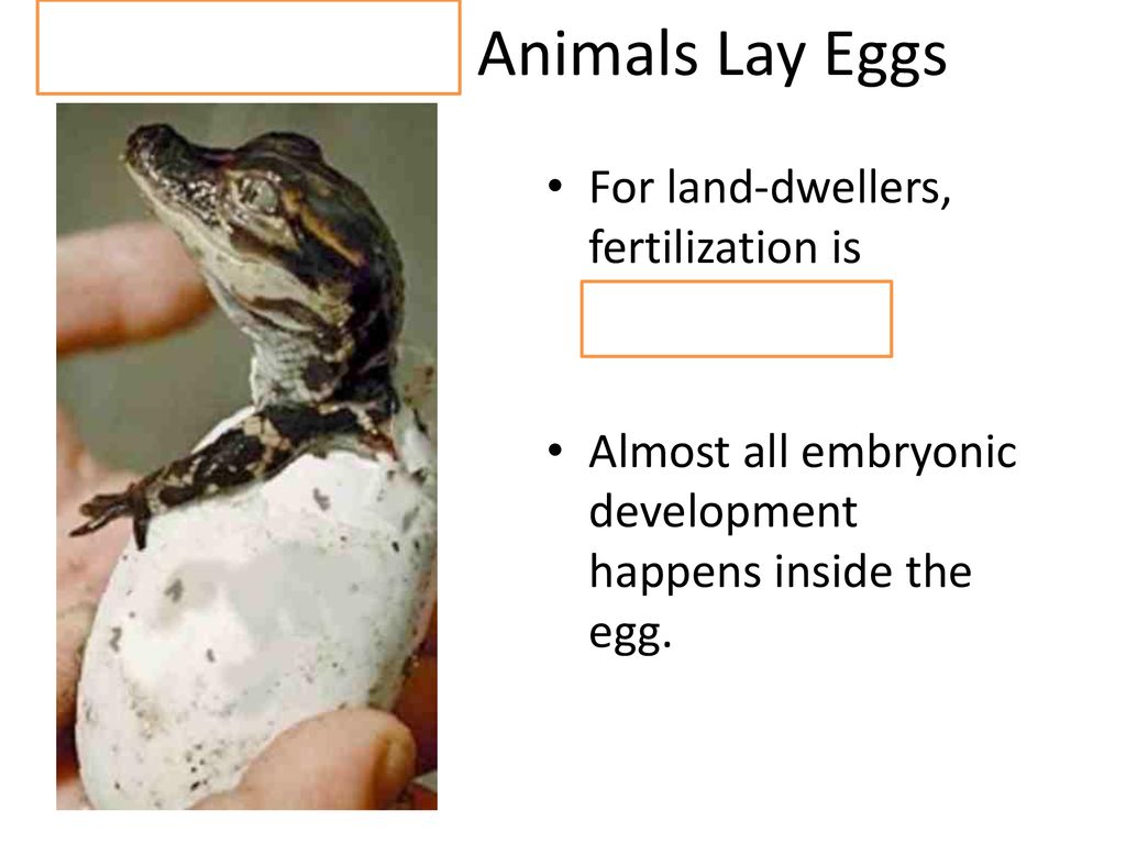 Reptiles, Mammals, and Birds - ppt download