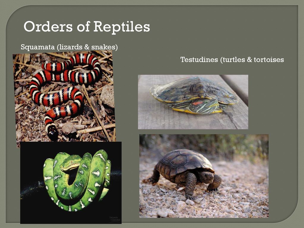 Reptiles. - ppt download