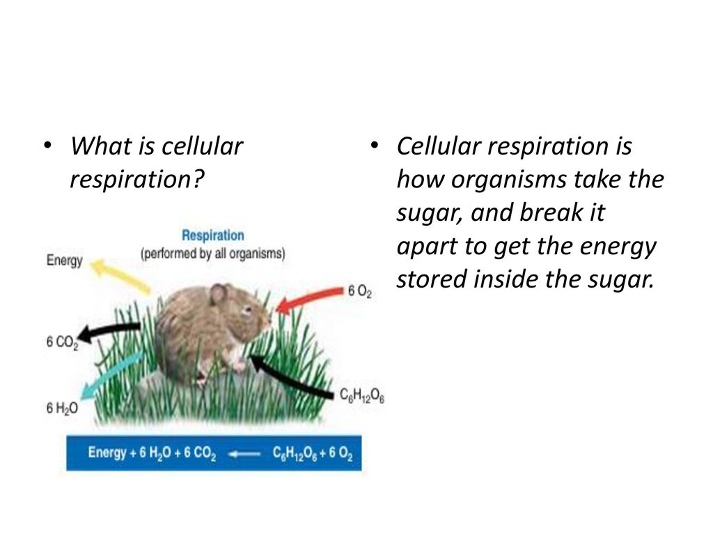 What is cellular respiration