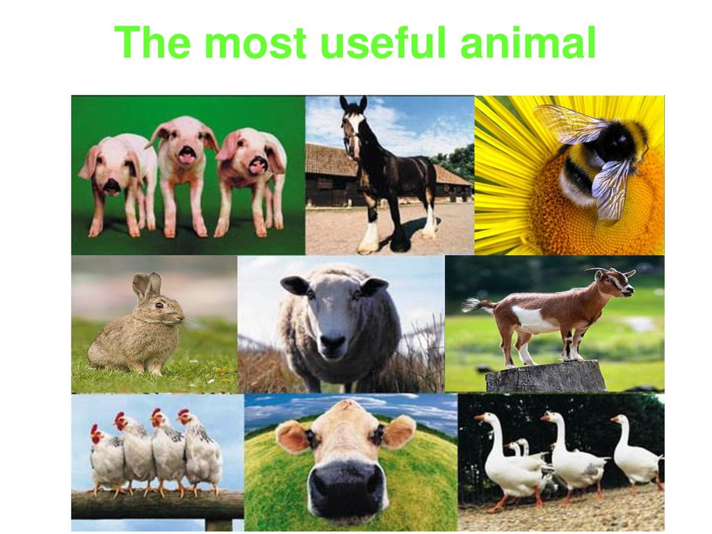 How people and animals help each other - ppt download