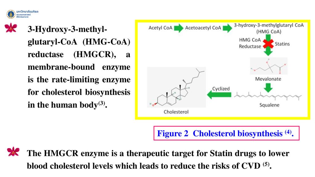 3-Hydroxy-3-methyl-glutaryl-CoA (HMG-CoA) reductase (HMGCR), a membrane-bound enzyme is the rate-limiting enzyme for cholesterol biosynthesis in the human body(3).