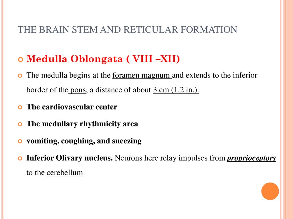 CENTRAL NERVOUS SYSTEM - ppt download