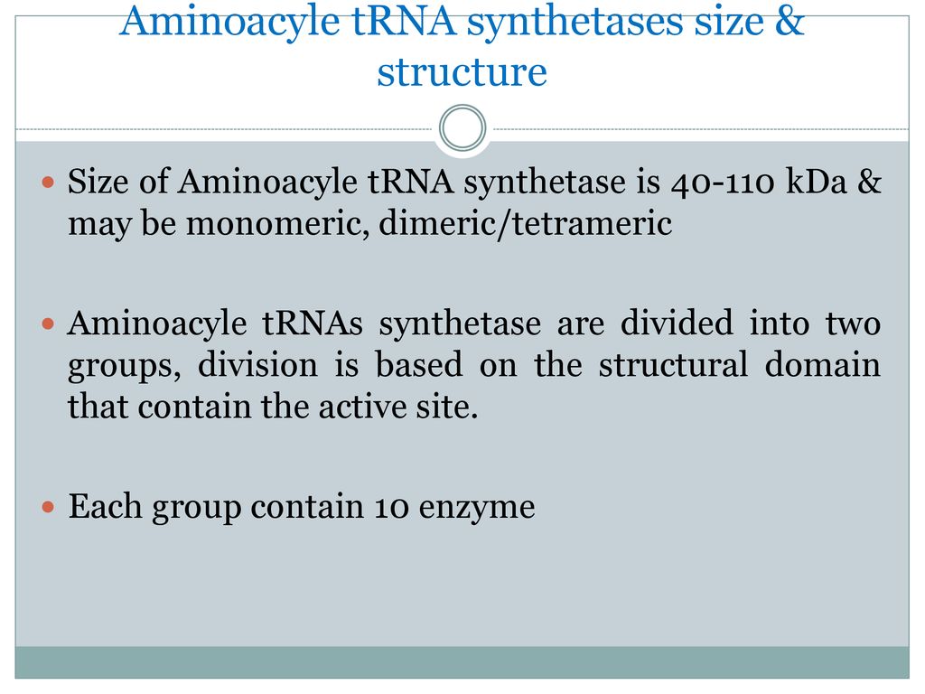 Aminoacyle tRNA synthetases size & structure