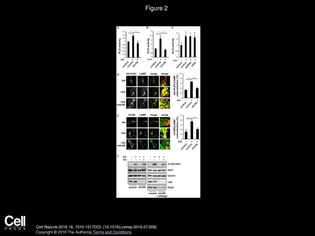 Figure 2 LRS Is Necessary for Amino Acid Activation of PLD1