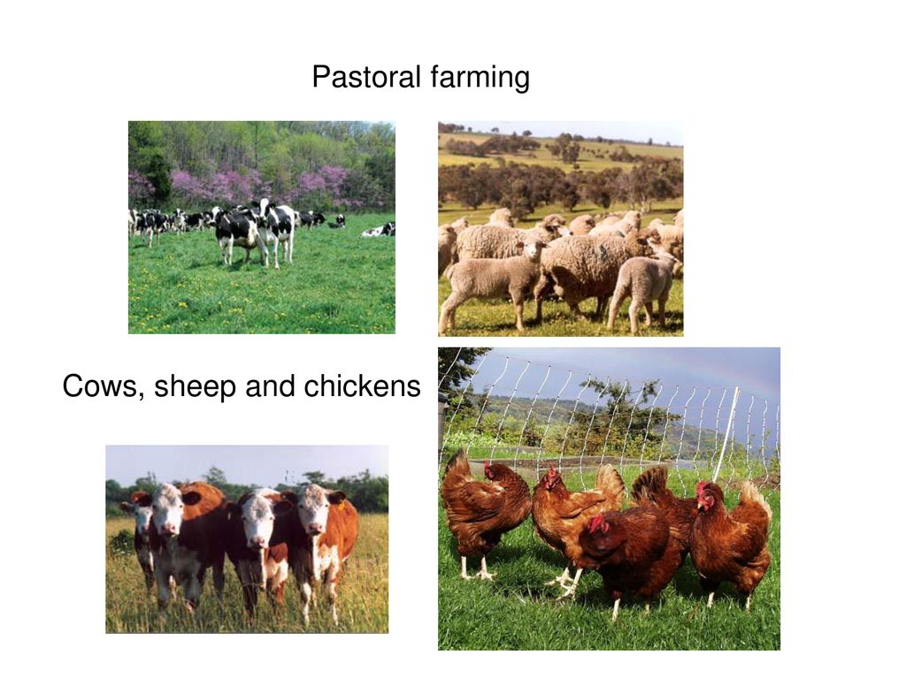 Pastoral farming Cows, sheep and chickens