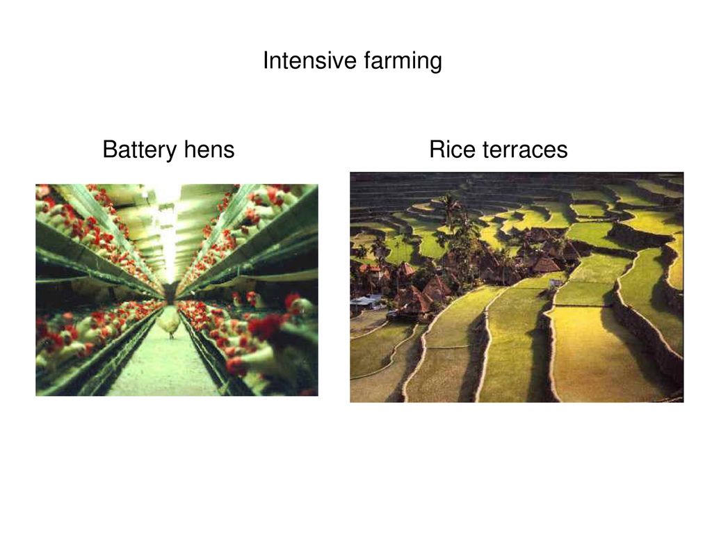 Intensive farming Battery hens Rice terraces