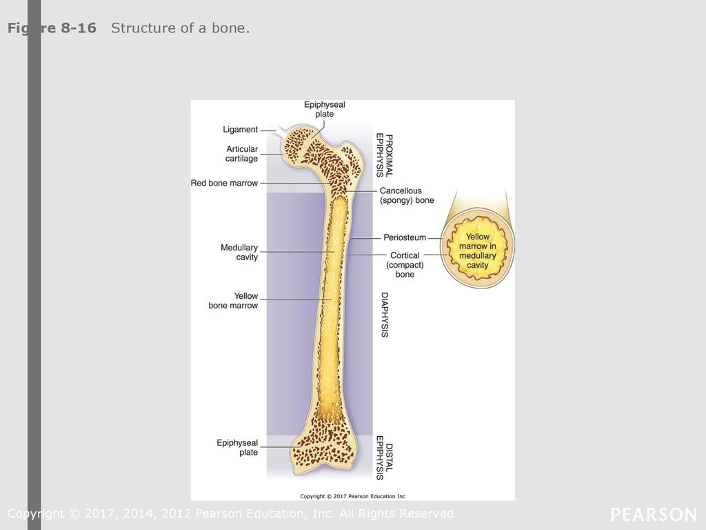 Skeletal System Chapter ppt download Biology Diagrams