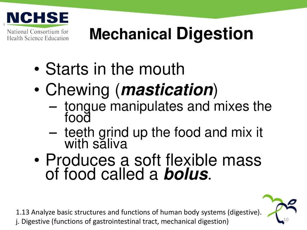 Chewing (mastication)