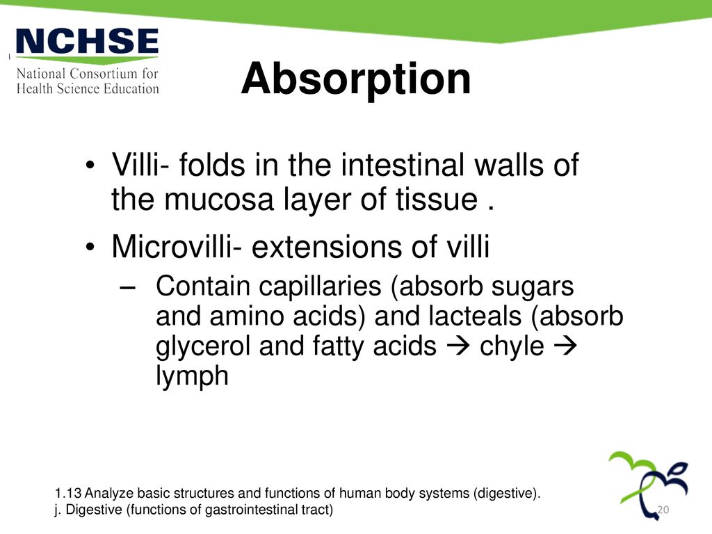 Absorption Villi- folds in the intestinal walls of the mucosa layer of tissue . Microvilli- extensions of villi.