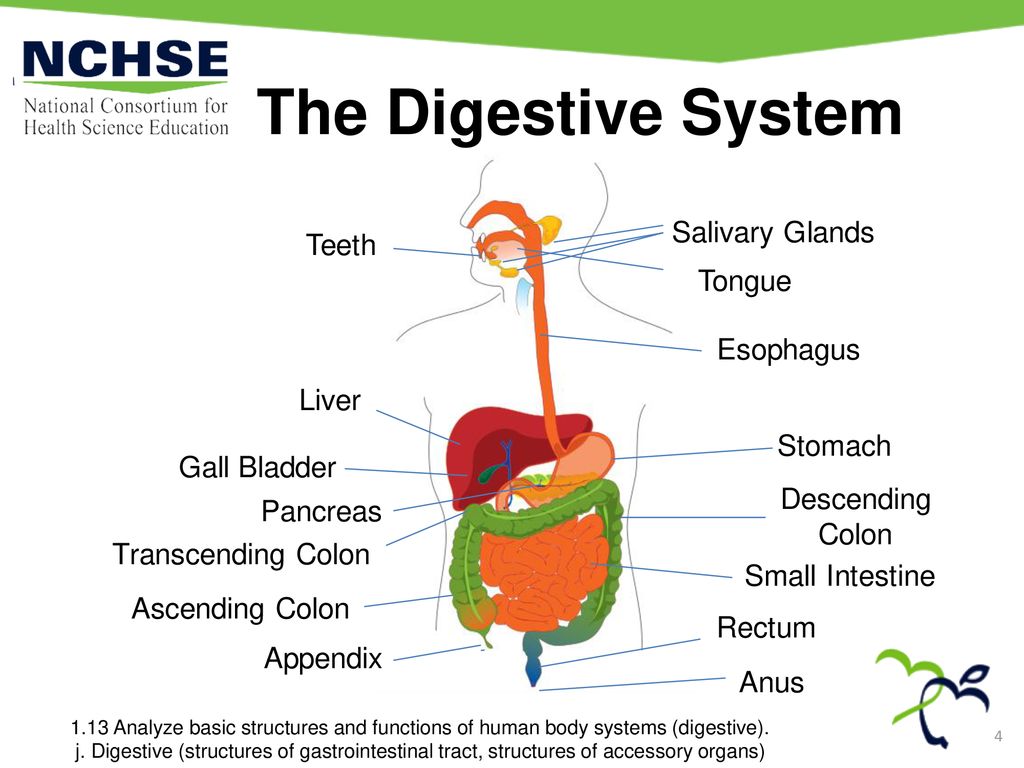 The Digestive System 1.13 Analyze basic structures and functions of human body systems (digestive).