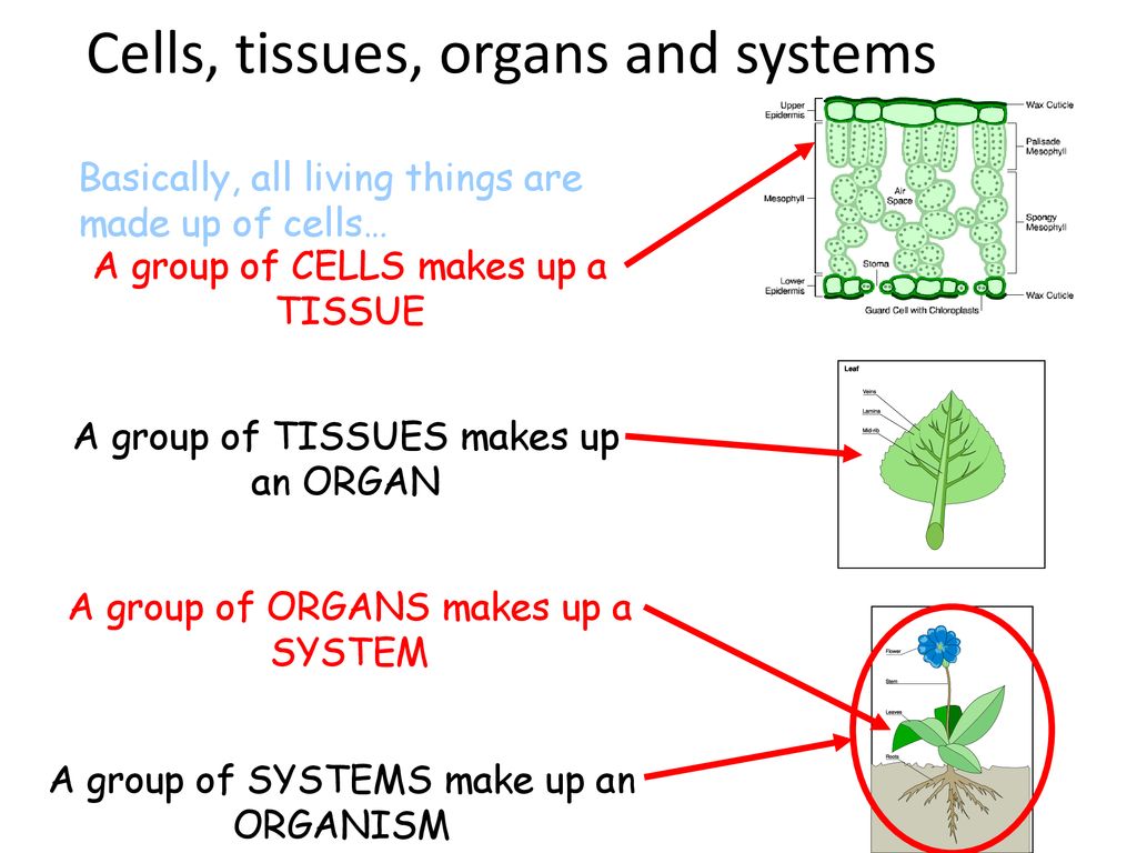 Cells, tissues, organs and systems - ppt download