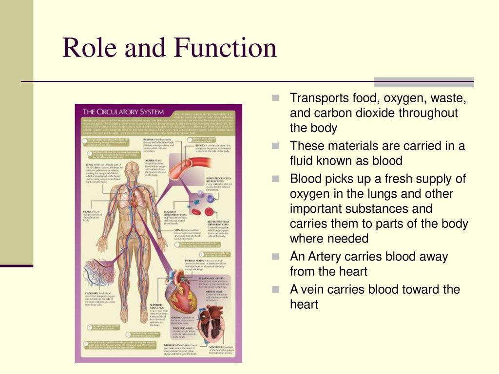 The Circulatory System Ppt Download