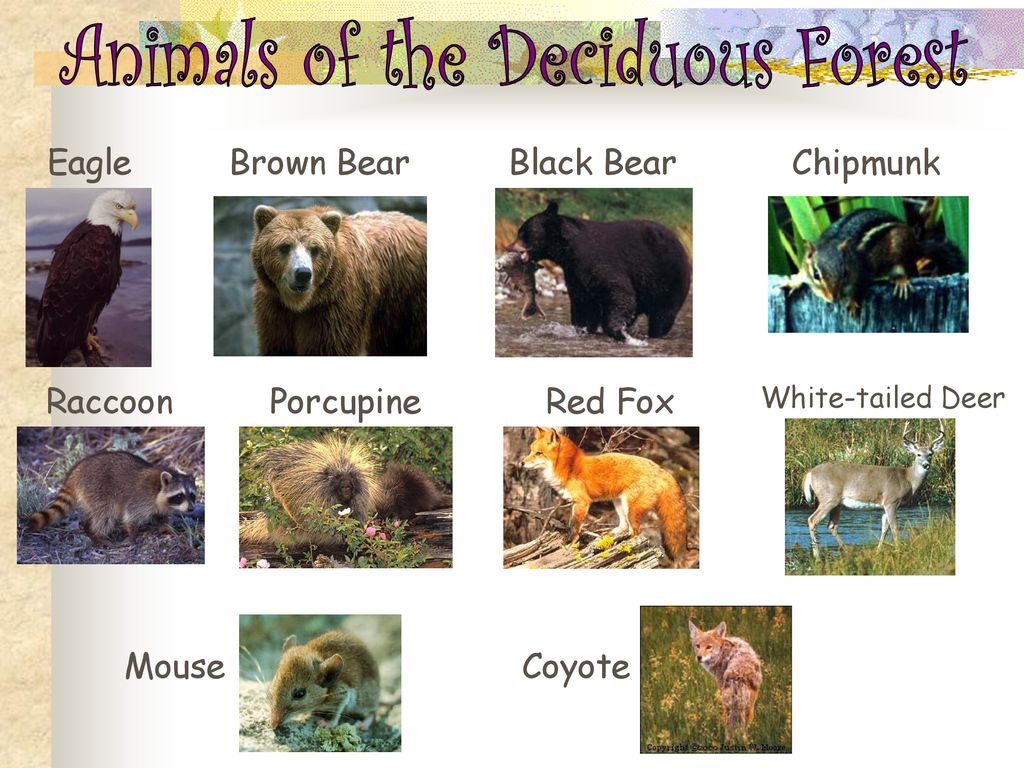 The Deciduous Forest. - ppt download