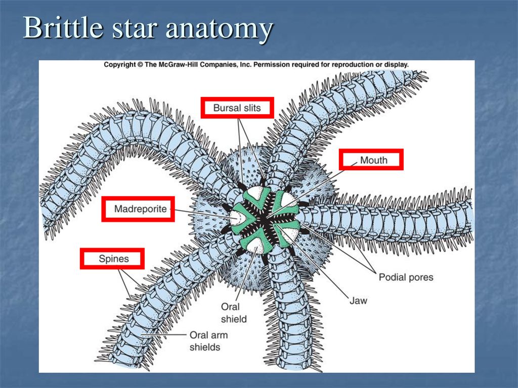 Реферат: Brittle Star Essay Research Paper BRITTLE STARPHYLUM