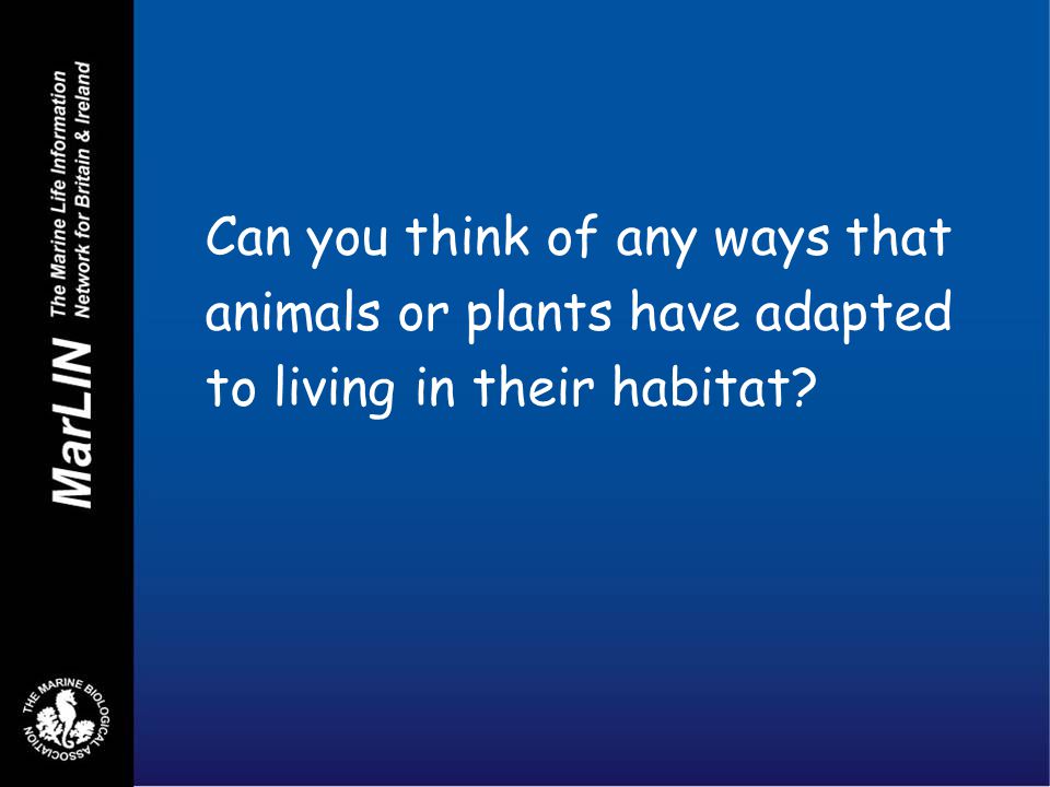 What is adaptation? Adaptation is something that happens as animals and  plants evolve. Over time they adapt to the environment they live in, in  different. - ppt video online download