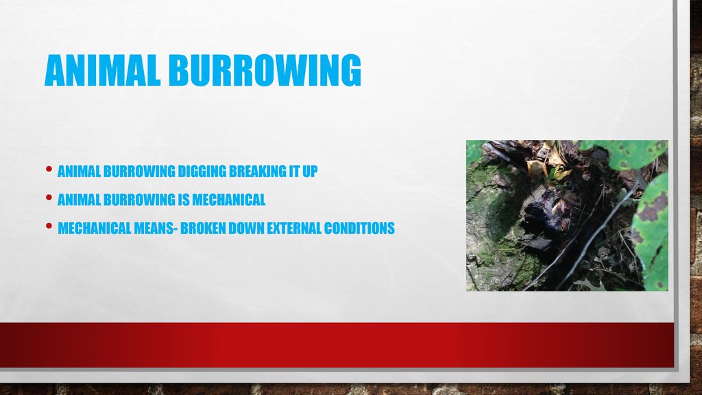Animal bURROWING Animal Burrowing digging breaking it up