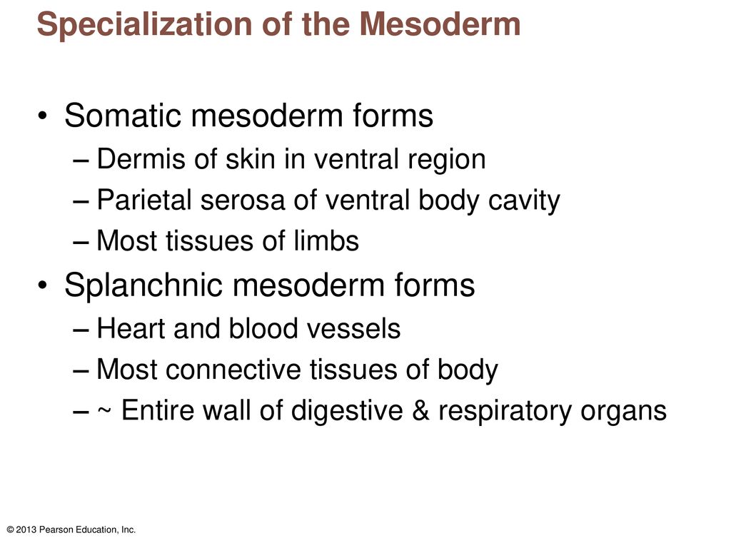 Specialization of the Mesoderm