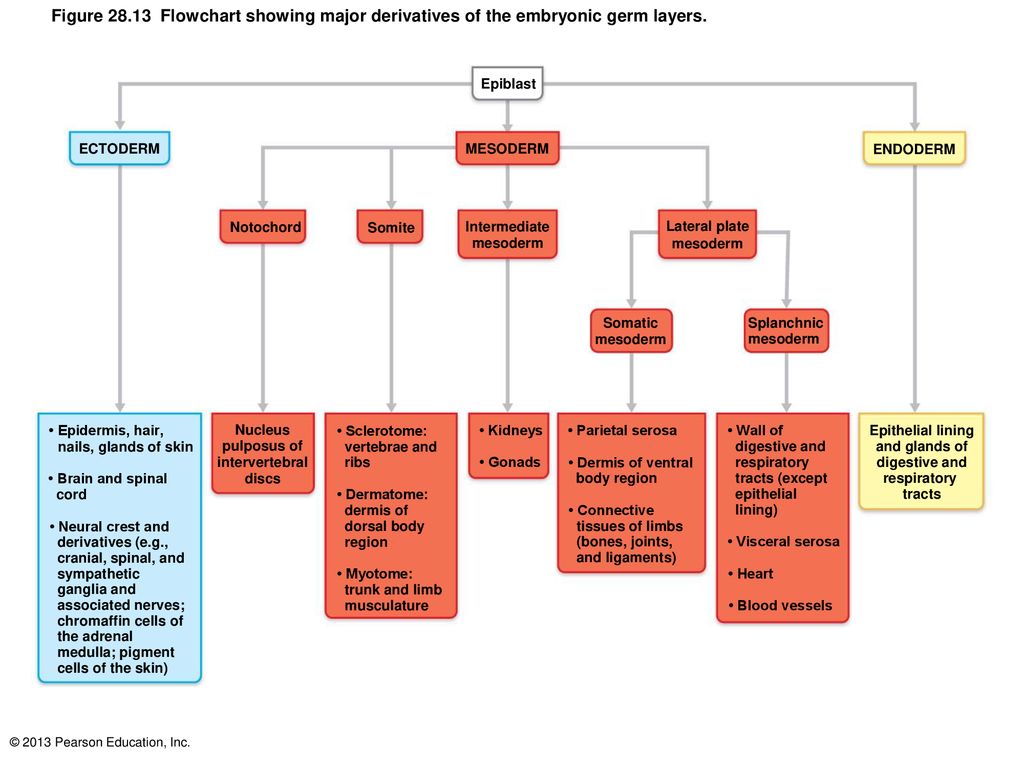 Figure Flowchart showing major derivatives of the embryonic germ layers.