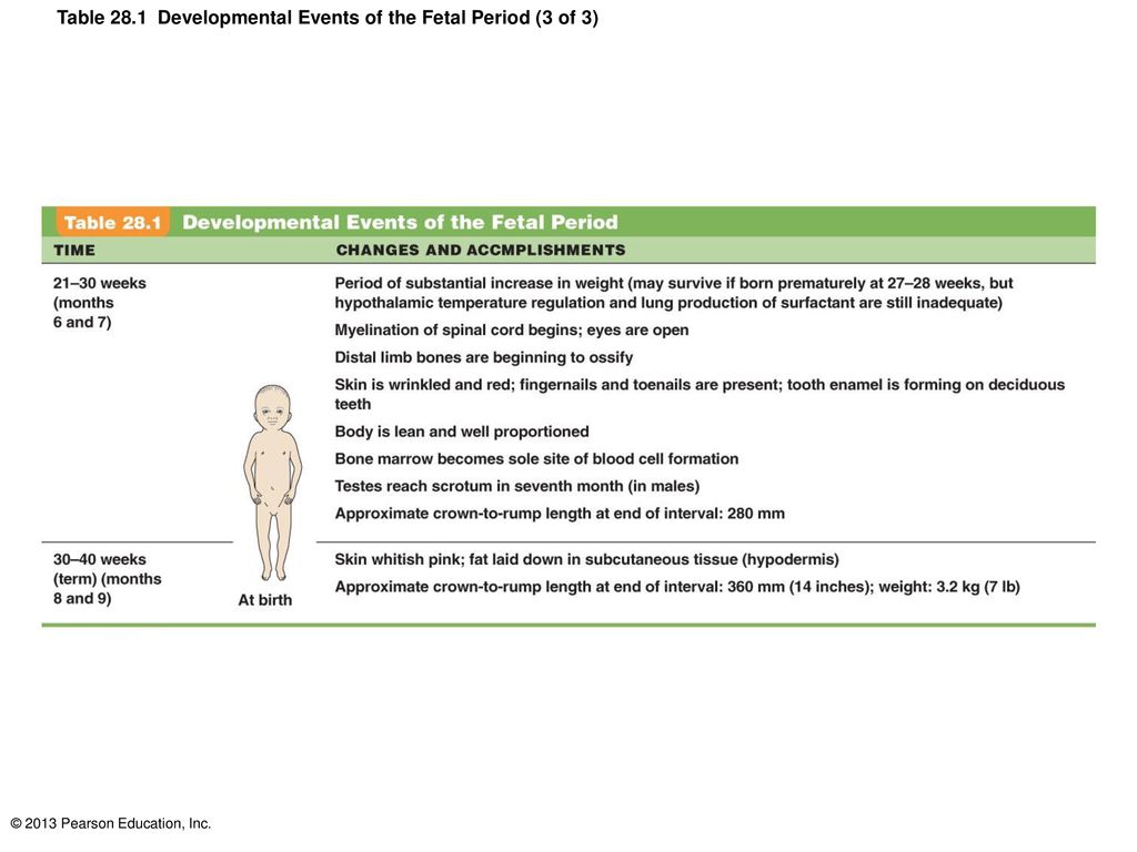 Table 28.1 Developmental Events of the Fetal Period (3 of 3)