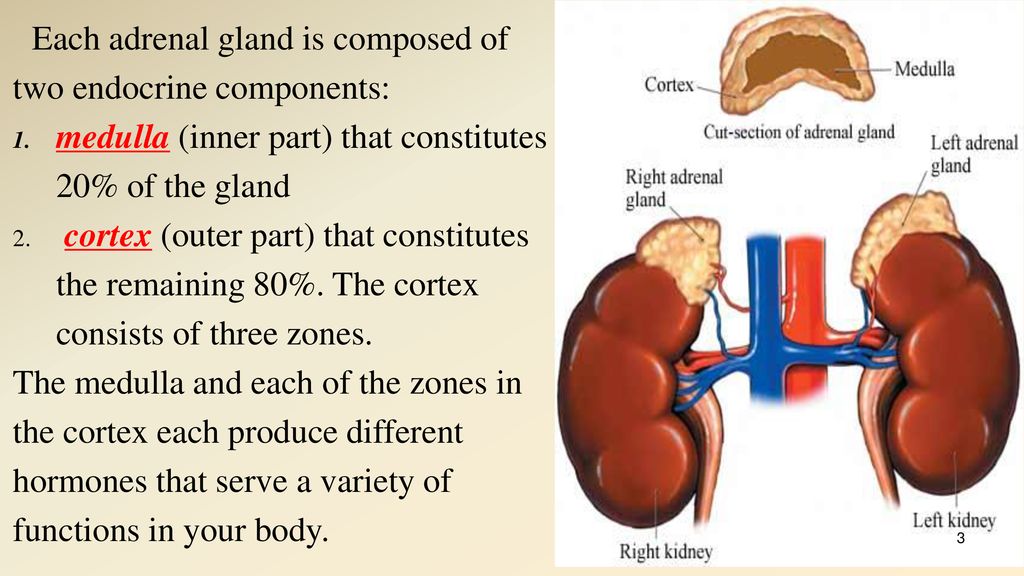 Mustansiriyah University College of science Biology Dept Biology Diagrams