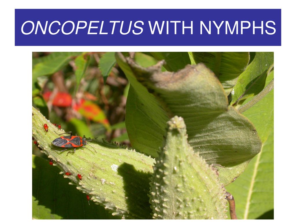 ONCOPELTUS WITH NYMPHS