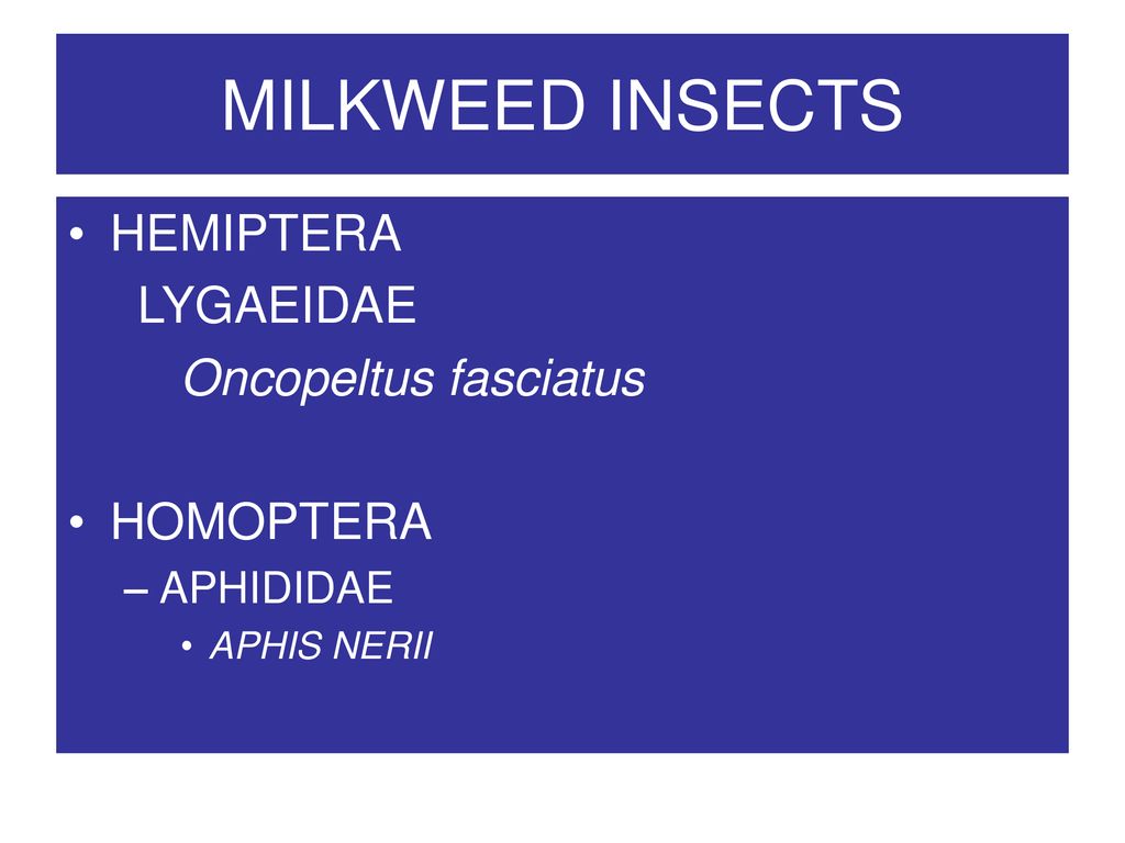MILKWEED INSECTS HEMIPTERA LYGAEIDAE Oncopeltus fasciatus HOMOPTERA
