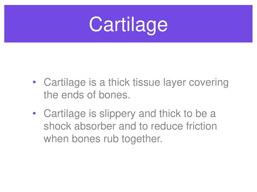 The Skeletal System Boooooones! Biology Diagrams