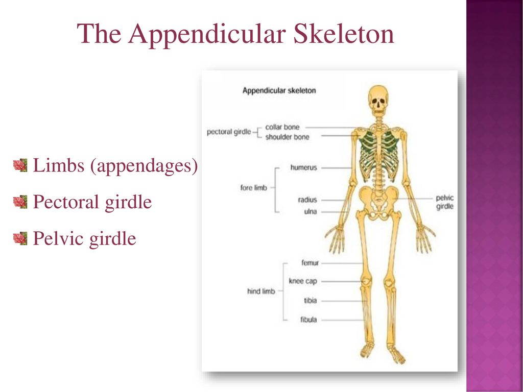 Chapter 3: An-Najah National University Anatomy and Physiology 1 - ppt ...