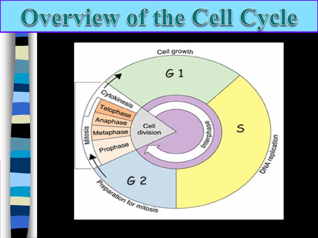 The Cell Cycle Honors: Chapter ppt download Biology Diagrams
