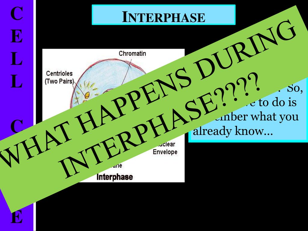 The Cell Cycle Honors: Chapter ppt download Biology Diagrams