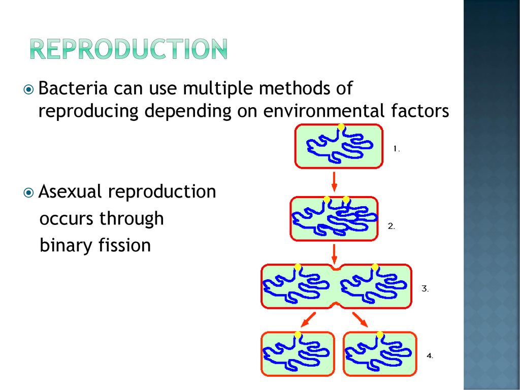 Classification, Identification, and Human Impact ppt download
