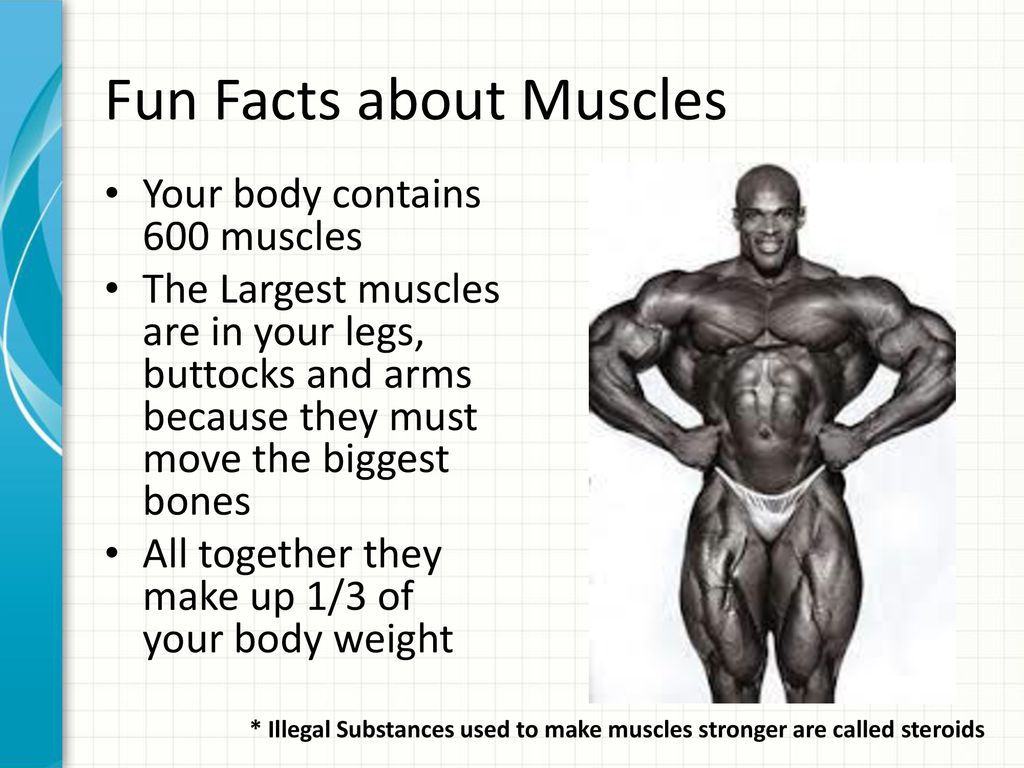 Fun Facts about Muscles