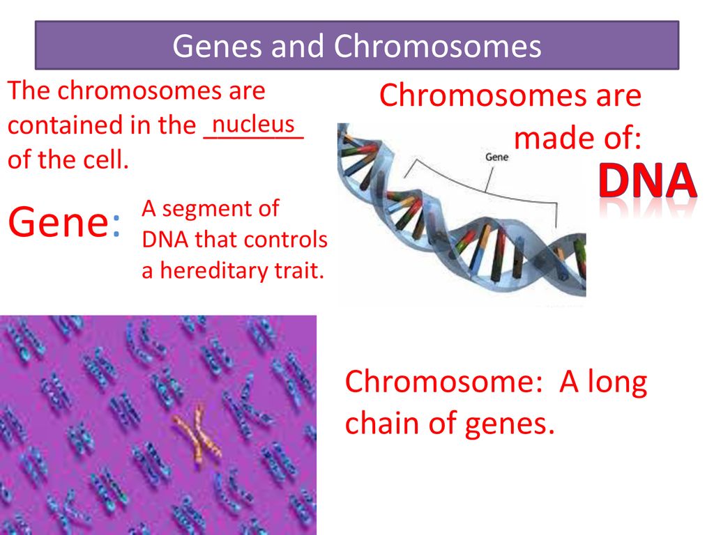 Genetics… EQ: How are our genes passed to our offspring? - ppt download