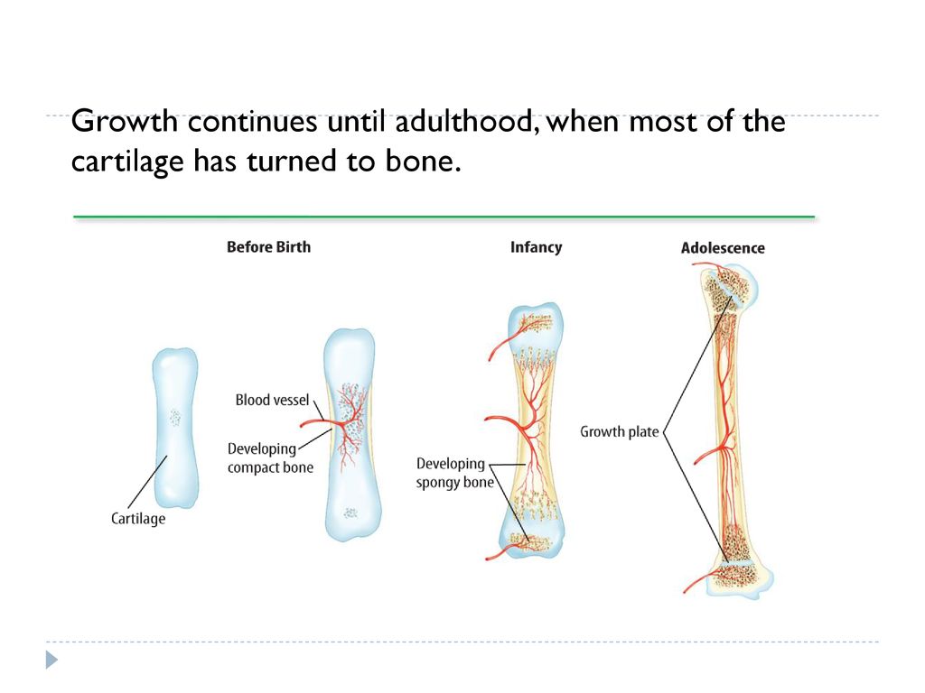 Growth continues until adulthood, when most of the cartilage has turned to bone.