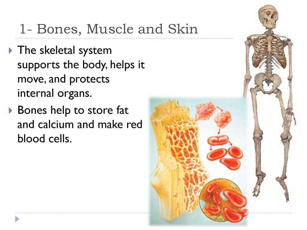 Bones and muscles. Human muscles and Bones. How many Bones are there in the Human body. Уроки английского языка Teeth Bones Skin Brain Heart muscles and. Human Bones Calcium,.