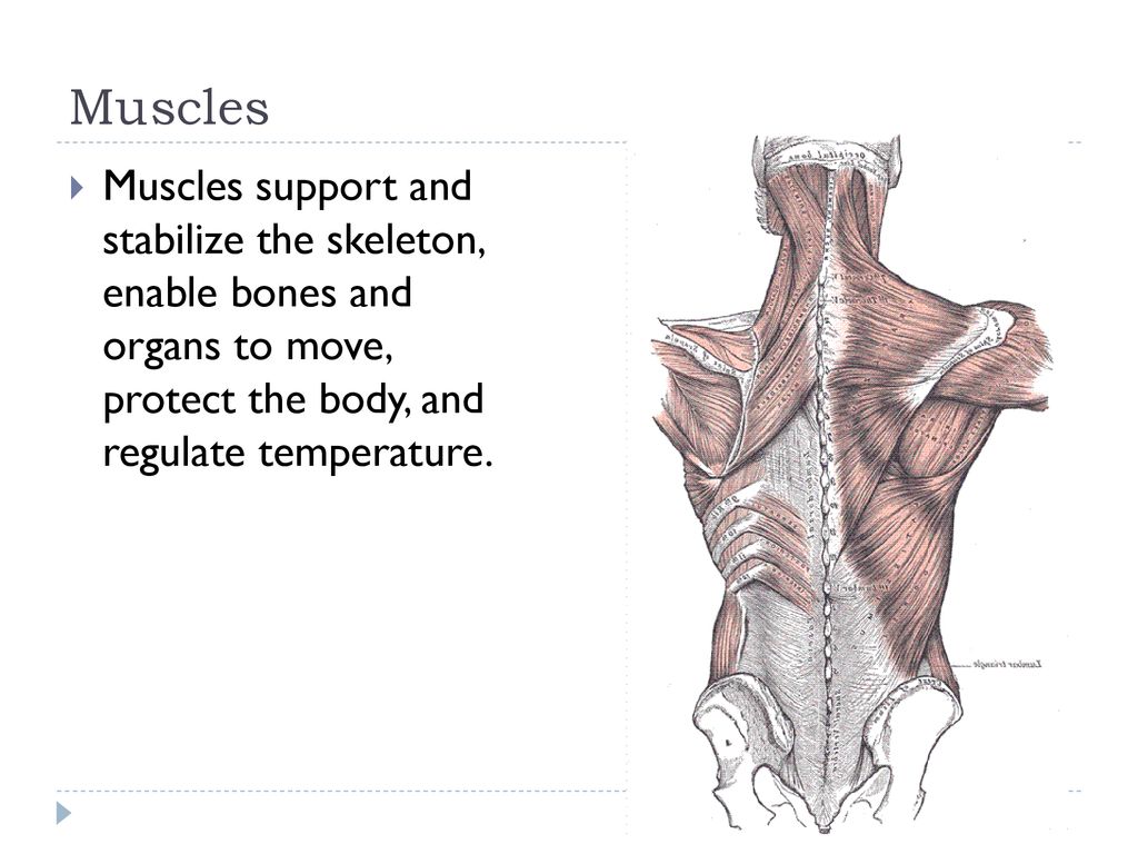 Muscles Muscles support and stabilize the skeleton, enable bones and organs to move, protect the body, and regulate temperature.