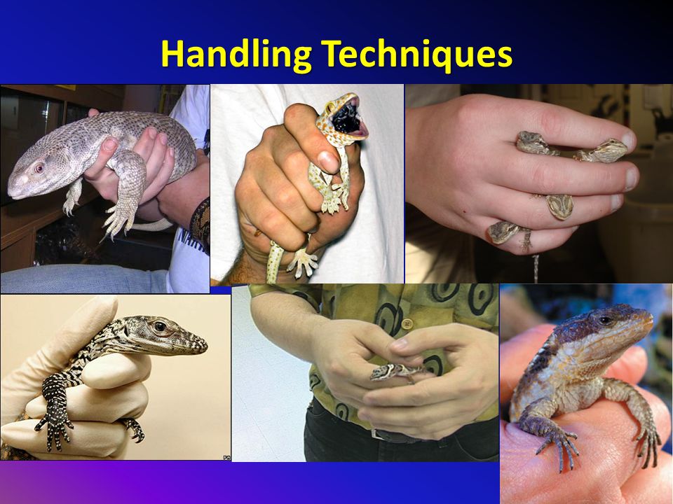 Reptile Handling Presented By. - Ppt Video Online Download