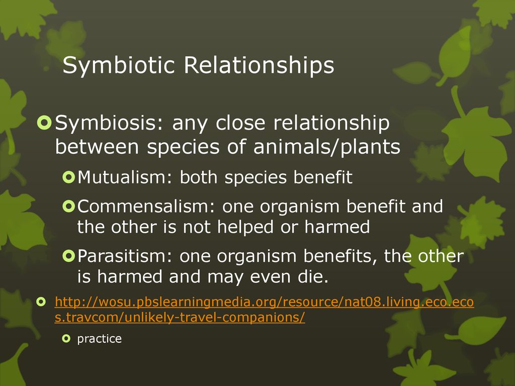 Ecology/ populations & succession - ppt download